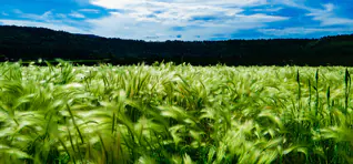 Global Investment Companies In Australia | Investor Desk